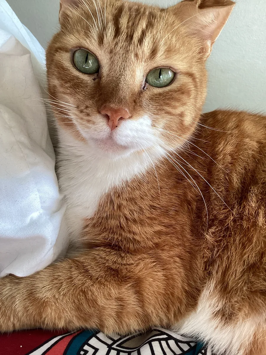 Eli, orange and white cat studio supervisor