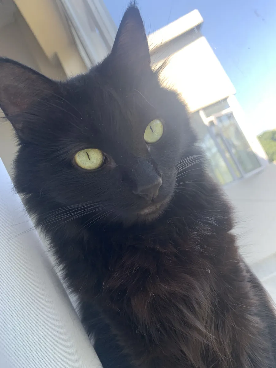 Winsie, black cat resident muse